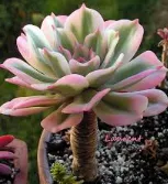 Memory trick for Variegation