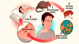 Memory trick for Plague