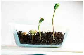Memory trick for Sprout
