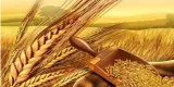 Chaff in the wheat