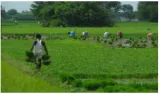 Towards less cash agriculture
