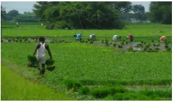Towards less cash agriculture