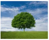 Meaning – tree  axis