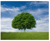 Meaning – tree  axis
