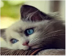 Feeling blue 