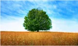 Meaning – tree