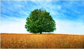 Meaning – tree