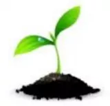 Meaning  sprout