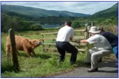 Recalcitrant  - Having an obstinately uncooperative attitude towards authority or discipline.