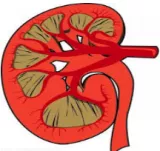 Meaning  liver