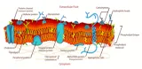 Meaning  skin or membrane