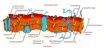 Meaning  skin or membrane