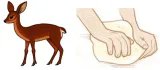 Doe vs  dough