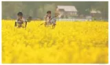 Say no to gm mustard