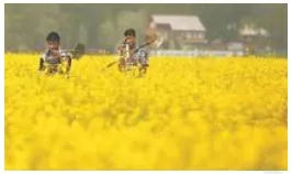 Say no to gm mustard