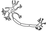 Meaning  nerve