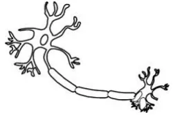 Meaning  nerve