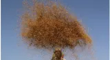 The seeds of discontent