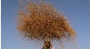 The seeds of discontent