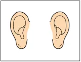 Meaning  ear