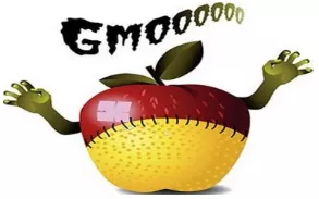Should we grow gm crops 
