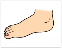 Foot