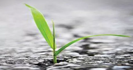 Emergent - in the process of coming into being or becoming prominent