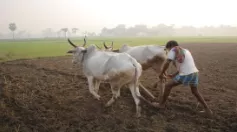 Moneylenders still rule india's rural economy