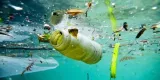 Plastic waste  what man has wrought the bugs try solve  