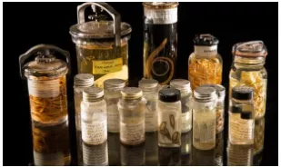 Climate change could wipe out a third of parasite species  study finds