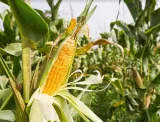 China sets 2020 target for nationwide ethanol use to cut corn stocks