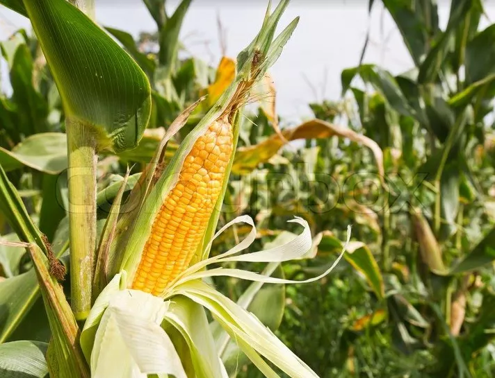 China sets 2020 target for nationwide ethanol use to cut corn stocks
