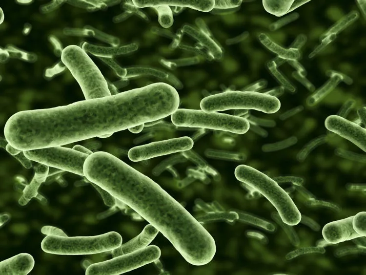 'shape shifting' bacteria spotted on international space station