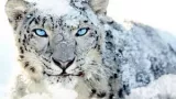 Worrying downgrade — on snow leopard conservation