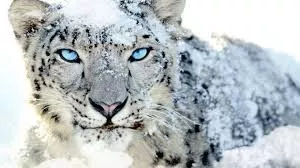 Worrying downgrade — on snow leopard conservation