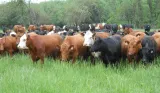Methane emissions from cattle are 11% higher than estimated