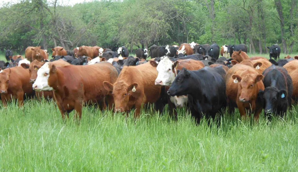 Methane emissions from cattle are 11% higher than estimated
