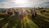 Livestock is responsible for an estimated 14 5% of global greenhouse emissions