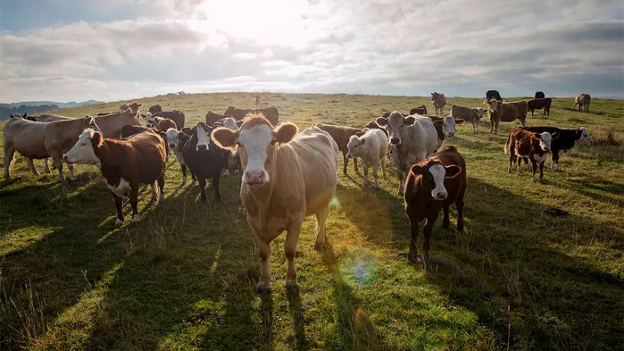 Livestock is responsible for an estimated 14 5% of global greenhouse emissions