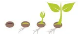 Meaning  seed 