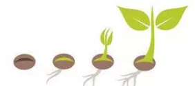 Meaning  seed 