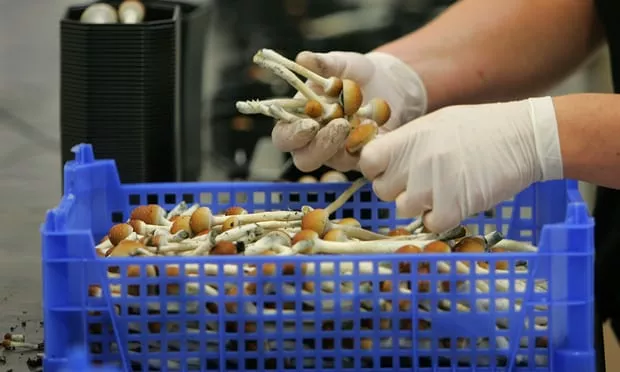 Magic mushrooms 'reboot' brain in depressed people – study