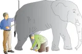 The nobel and the ig nobel prizes