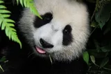 China’s panda diplomacy