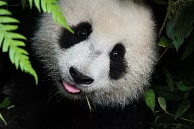 China’s panda diplomacy
