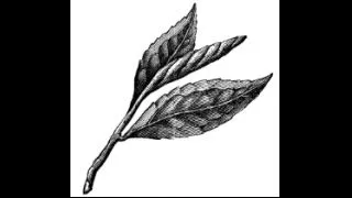 Reading the tea leaves wrong
