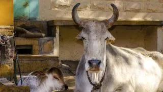 Reversing slaughter ban