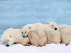 Slumber  - (Sleep/ to be in a torpid, slothful, or negligent state)