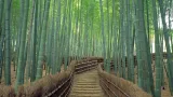Bamboo shoots