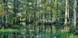 Growing forests  on expanding good green cover